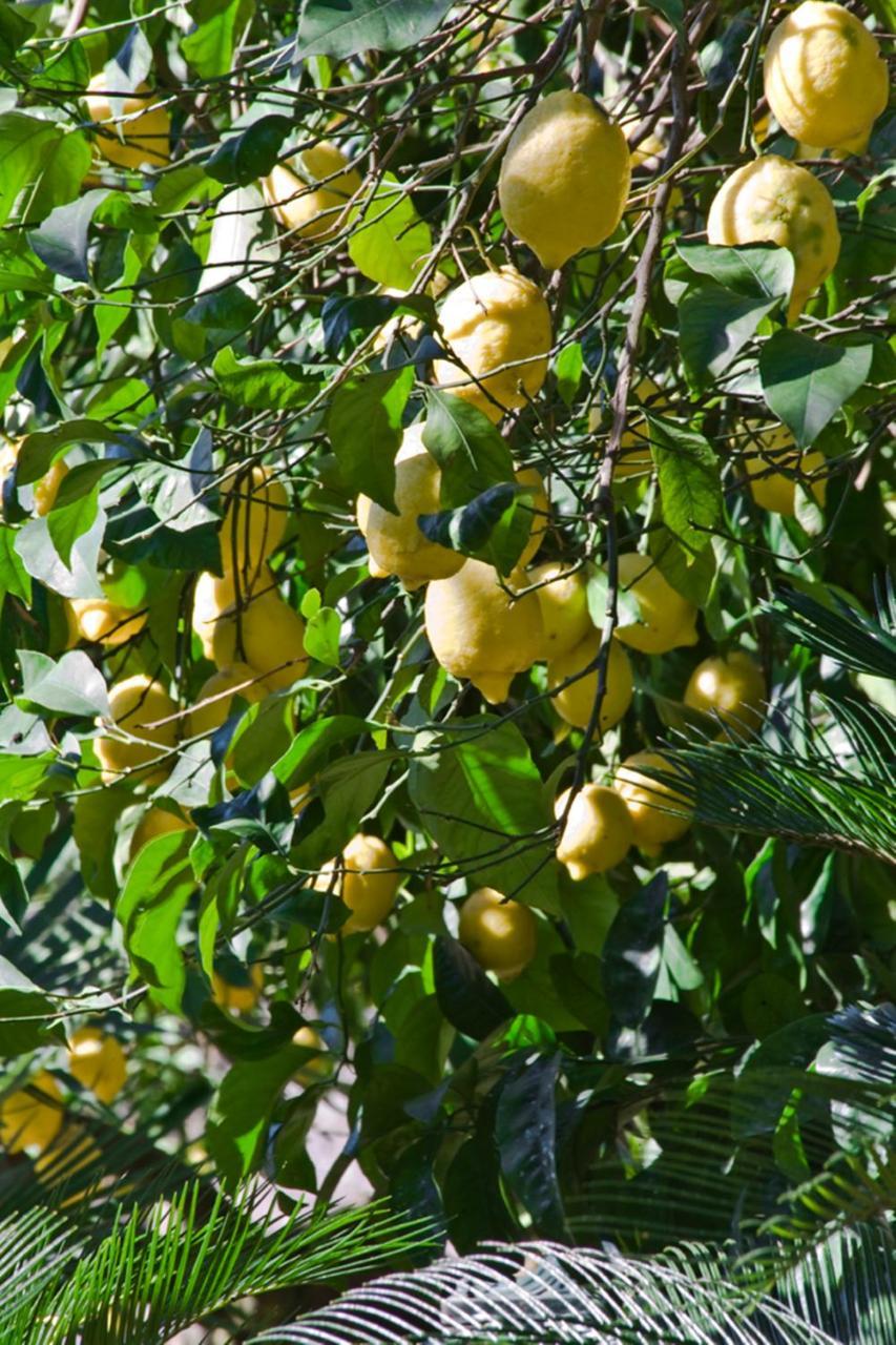 Suite Lidia B&B Sorrento Exterior foto